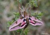 lišaj pryšcový (Motýli), Hyles euphorbiae (Lepidoptera)